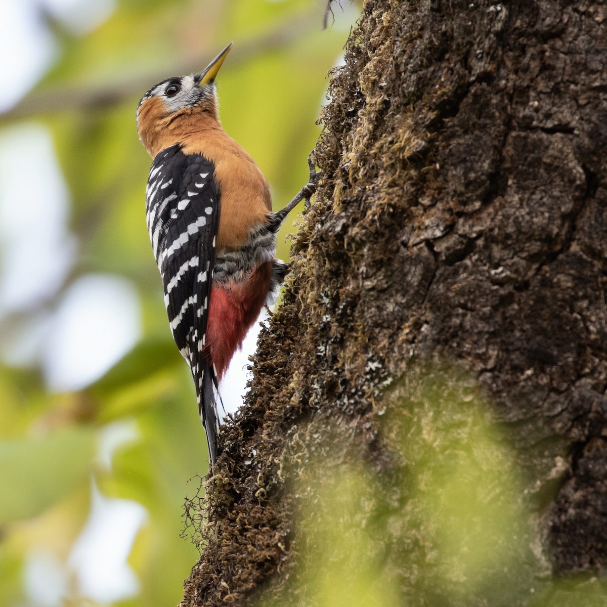 Rufous-bellied Woodpecker - Werner Suter