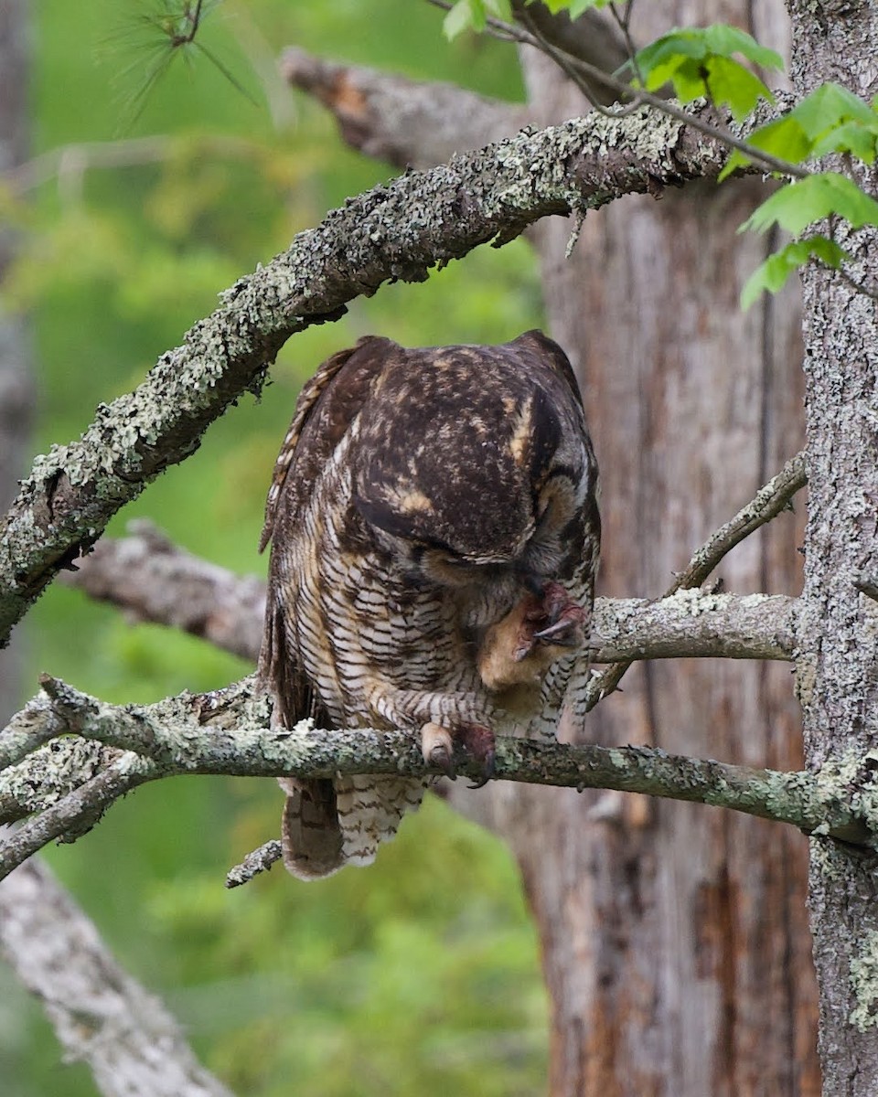 Great Horned Owl - ML468511401