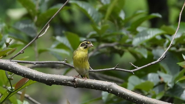 Yellow-breasted Greenfinch - ML468512051