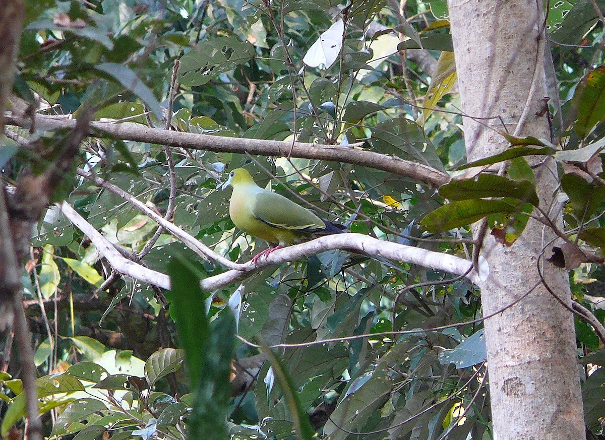 Pin-tailed Green-Pigeon - ML46851221