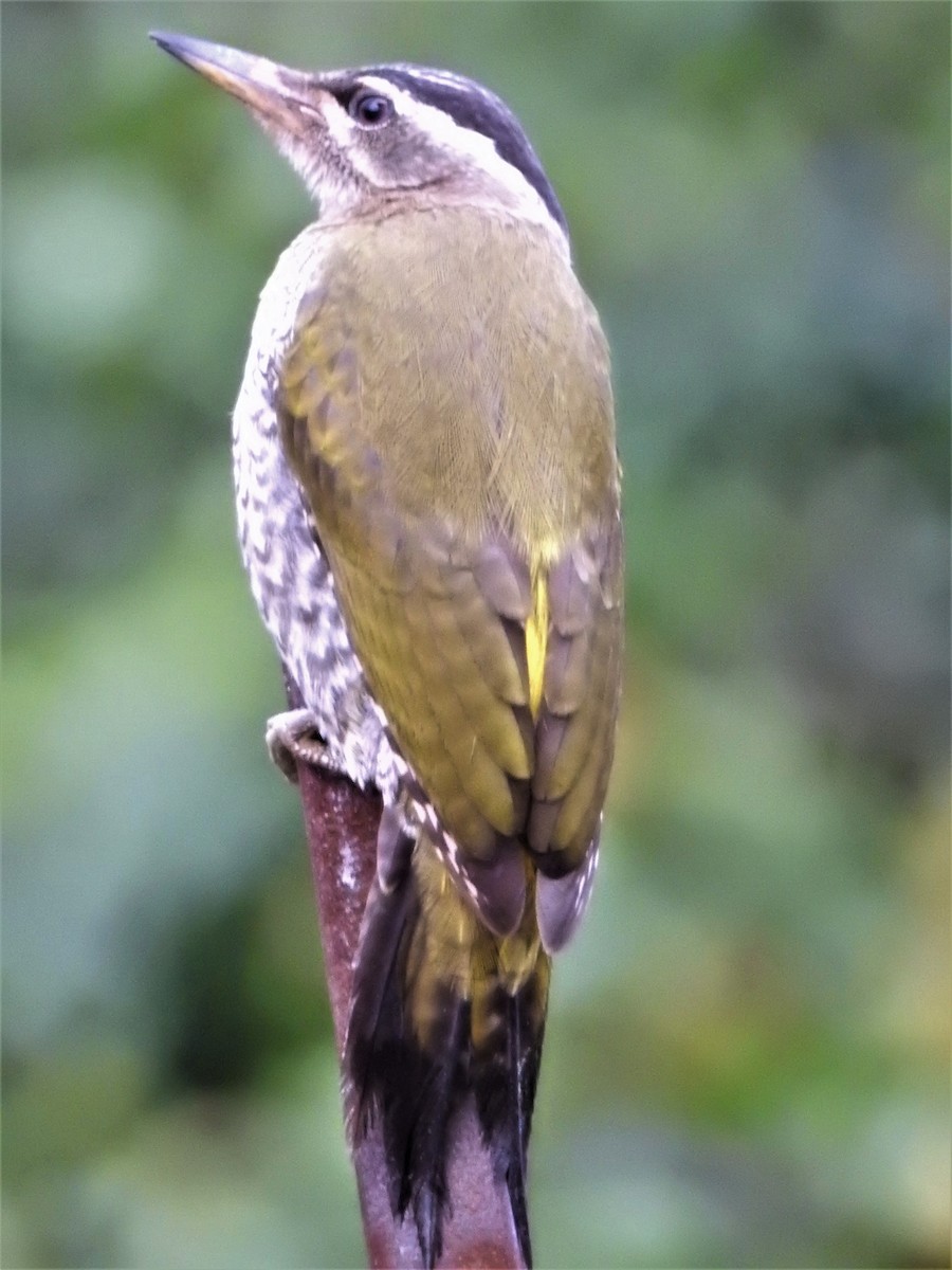 Streak-throated Woodpecker - ML468514581