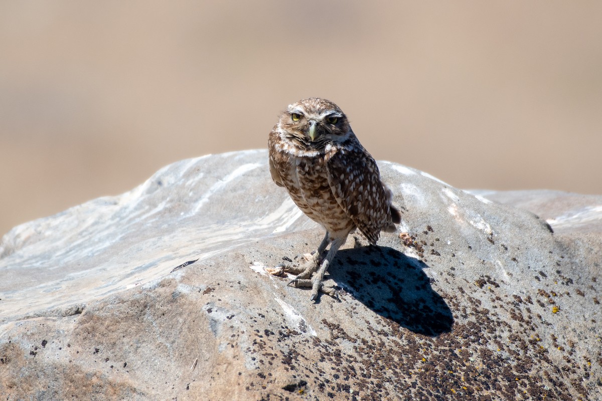Burrowing Owl at 11752–11798 Road A NW, Ephrata US-WA 47.26756, -119.51154 by Chris McDonald
