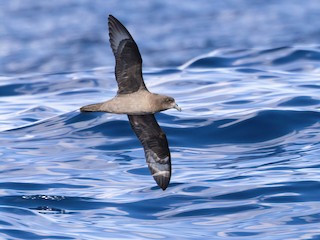  - Providence Petrel