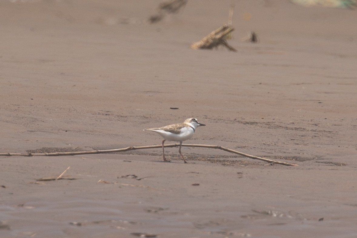 Collared Plover - ML468522621