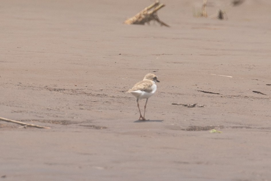 Collared Plover - ML468523371