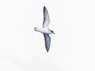  - Little Shearwater