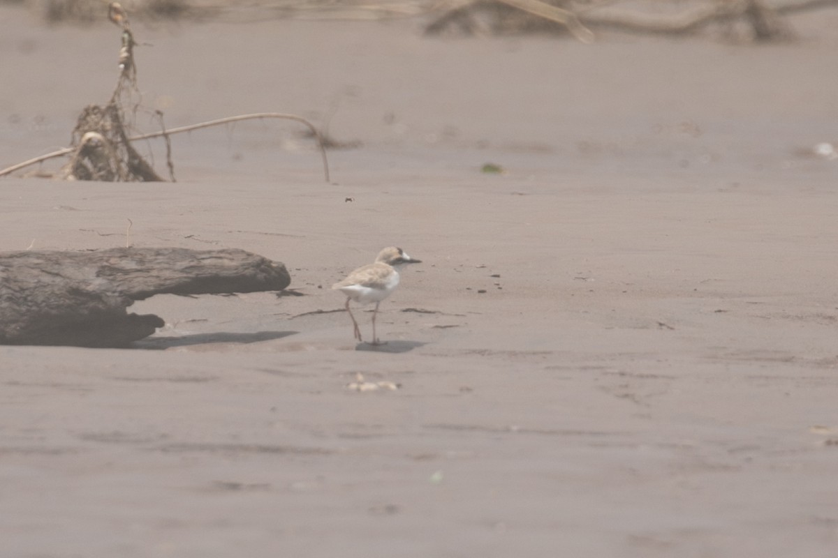 Collared Plover - ML468523681