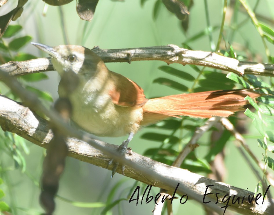 Rufous-fronted Thornbird - Alberto Esquivel Wildlife PY