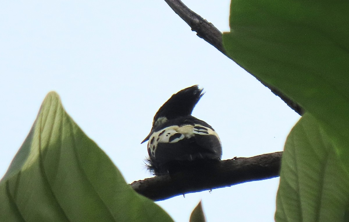 Heart-spotted Woodpecker - ML468528541