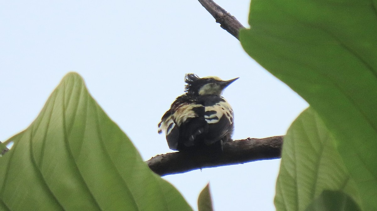 Heart-spotted Woodpecker - ML468528571