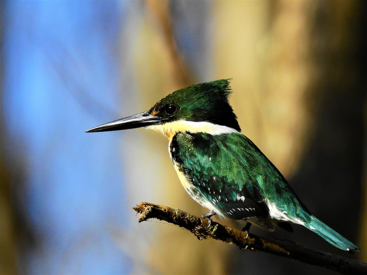 Green Kingfisher - JESSICA ARRIGORRIA