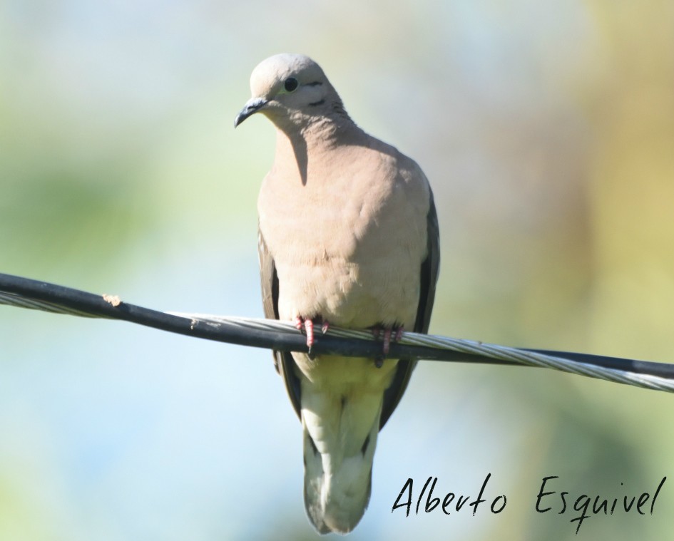 Eared Dove - Alberto Esquivel Wildlife PY
