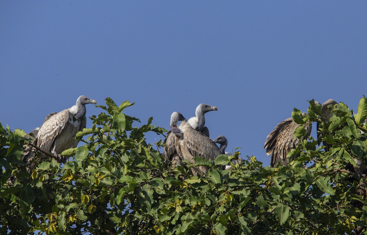 Indian Vulture - ML468532901