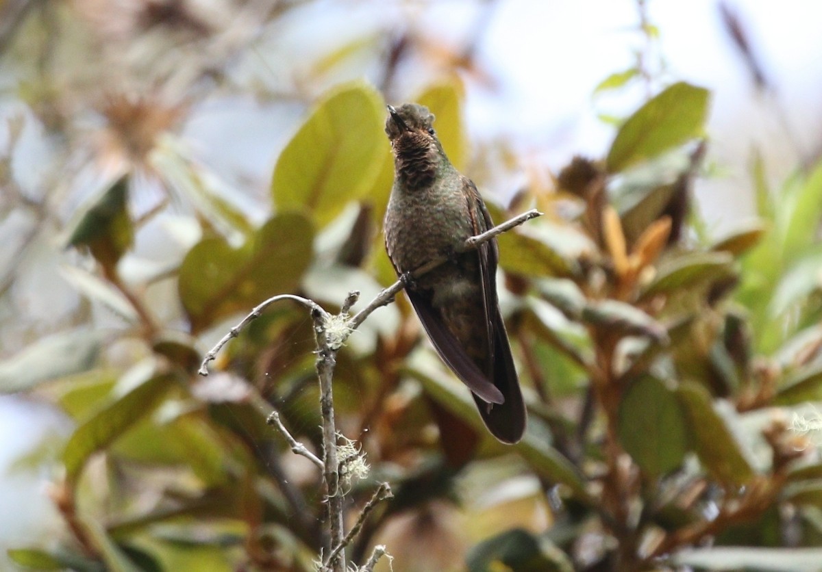 kolibřík šupinkatý - ML468535051