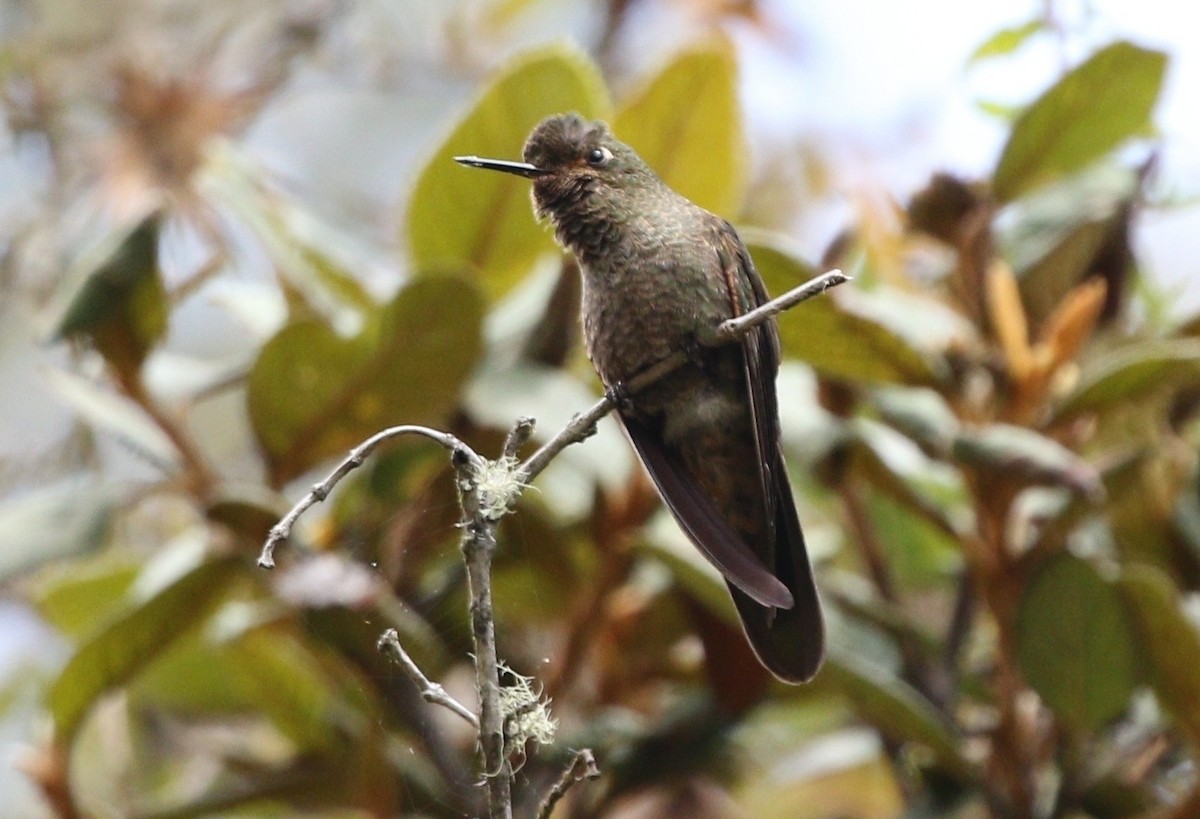 Scaled Metaltail - ML468535081