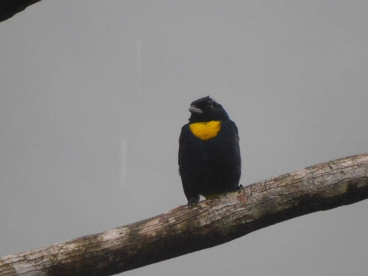 Golden-chested Tanager - ML468535921