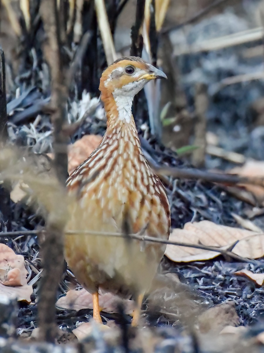 White-throated Francolin - ML468538951