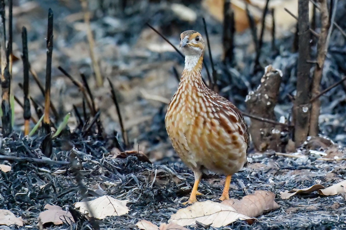 White-throated Francolin - ML468538961