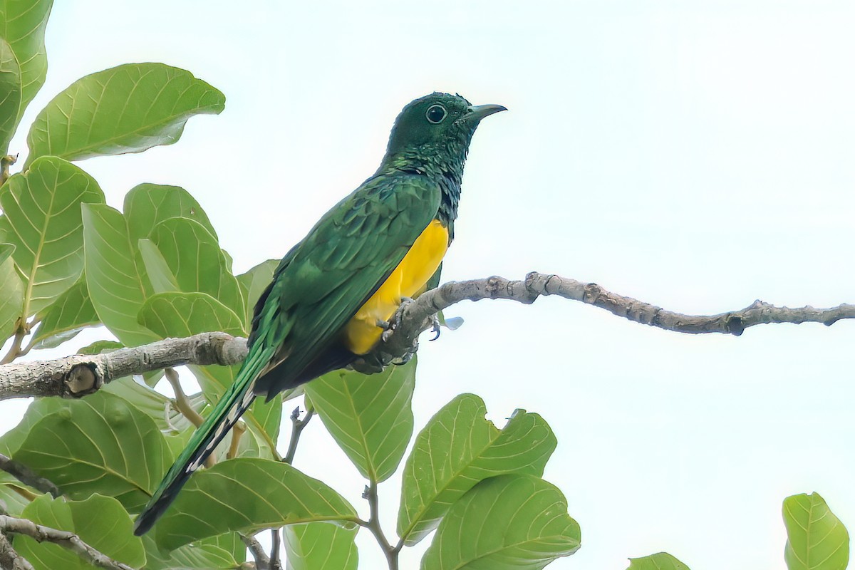 African Emerald Cuckoo - ML468539721