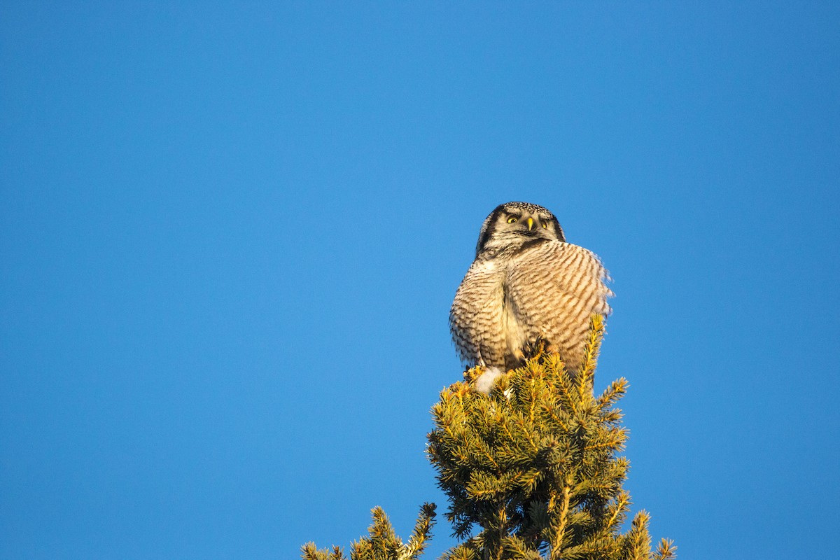 Northern Hawk Owl - Andrew whitham