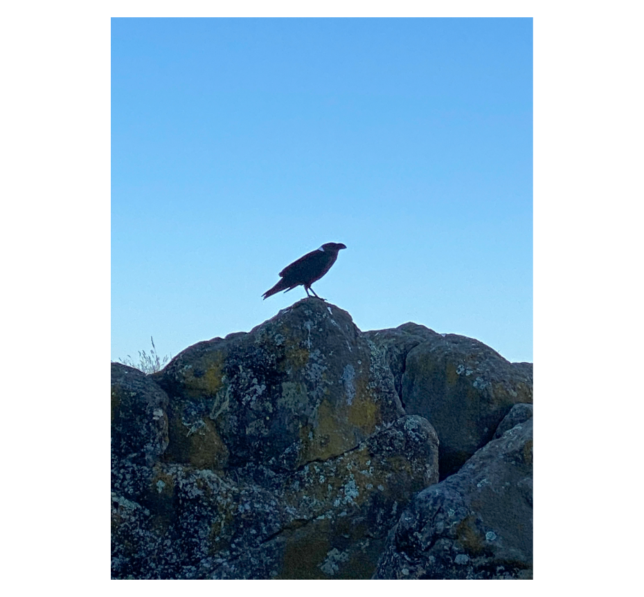 White-necked Raven - ML468549961