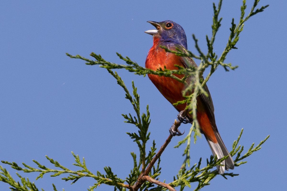Painted Bunting - ML468552311