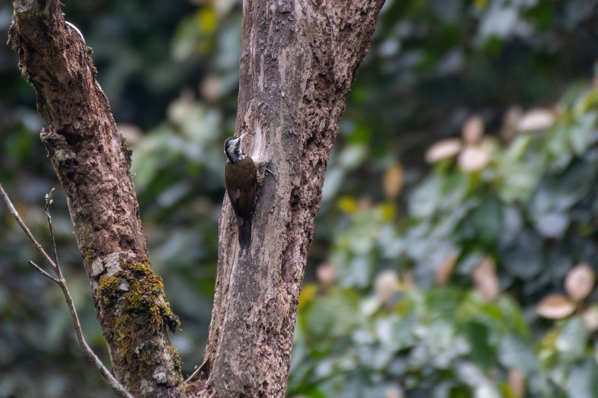 Golden-crowned Woodpecker - Richard Latuchie