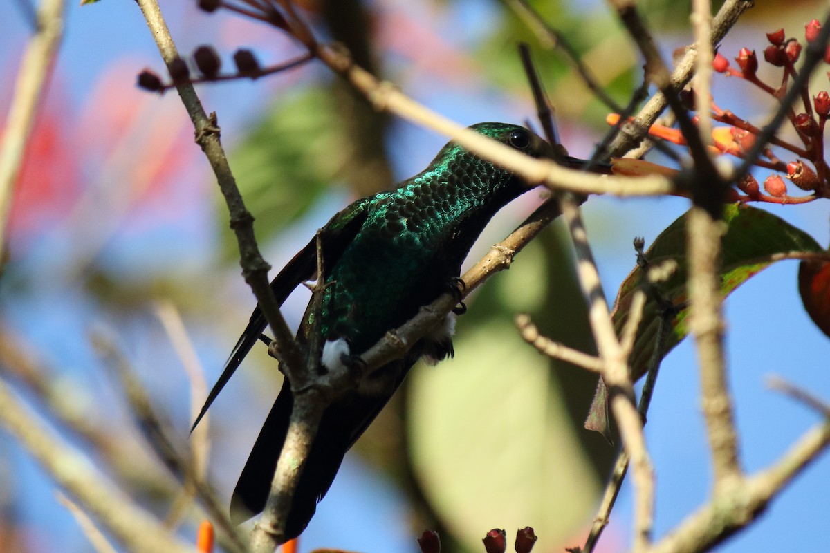Blue-tailed Hummingbird - ML468559931