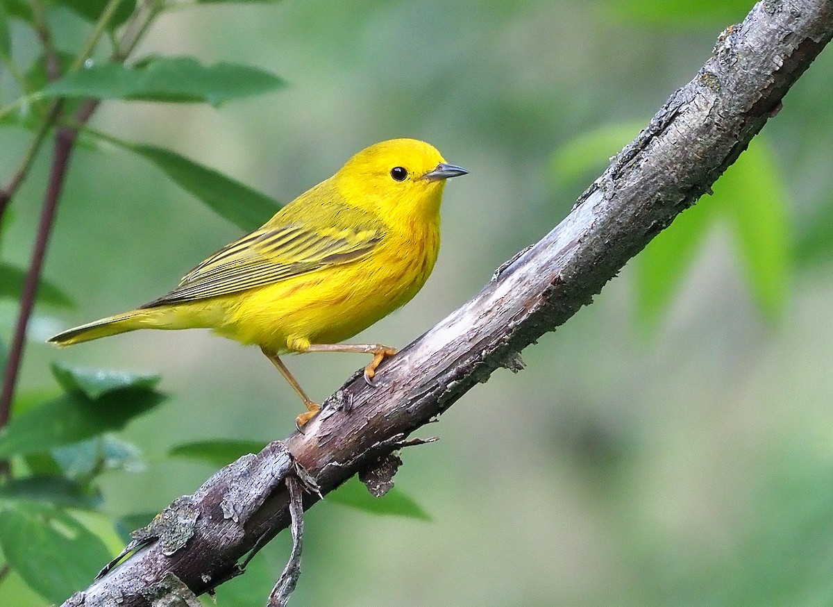 Yellow Warbler (Northern) - ML468562581