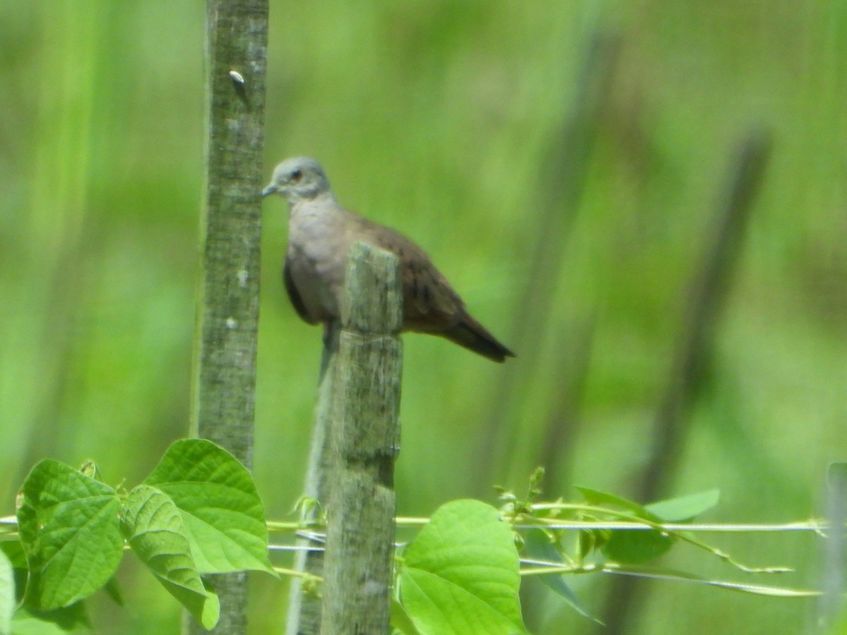 Plain-breasted Ground Dove - ML468566771