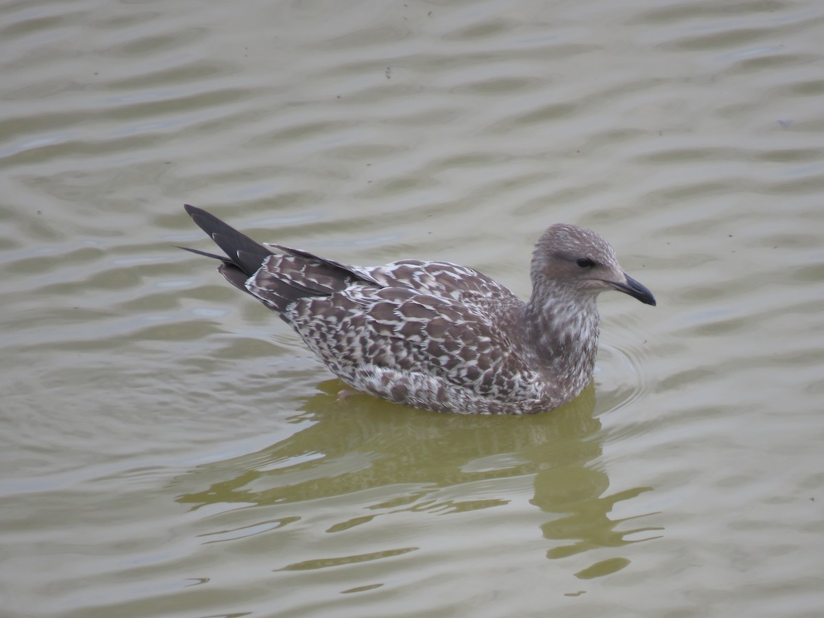 ML468572201 California Gull Macaulay Library