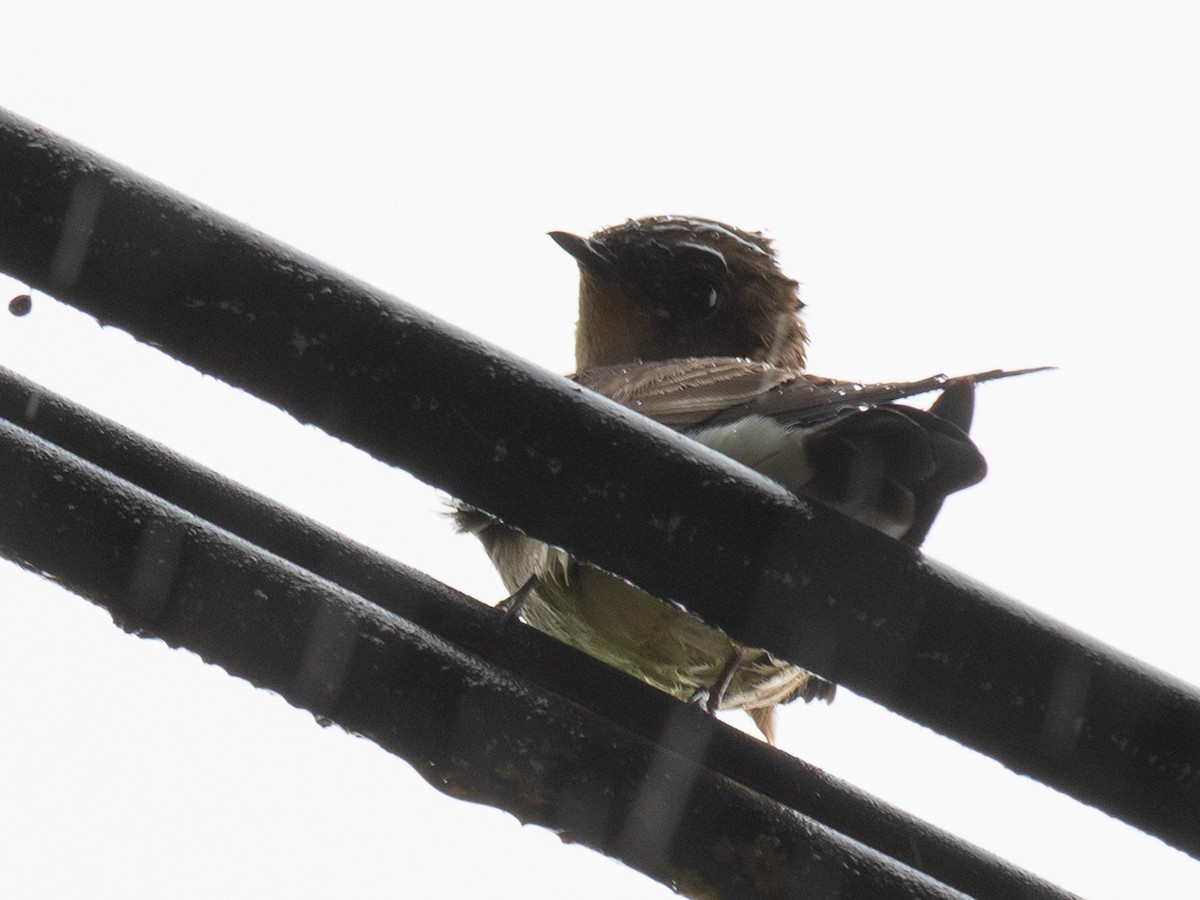 Southern Rough-winged Swallow - ML468572411