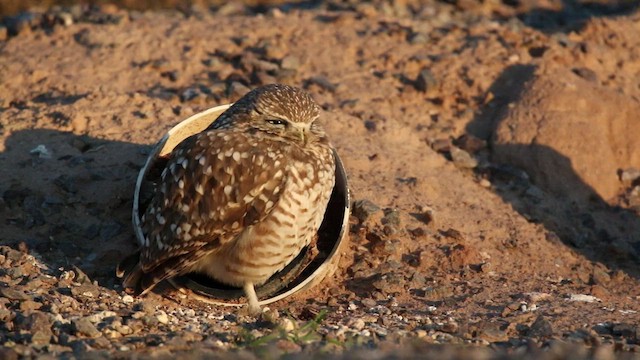 Burrowing Owl (Western) - ML468572761