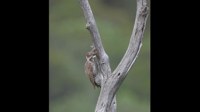 Arizona Woodpecker - ML468576041