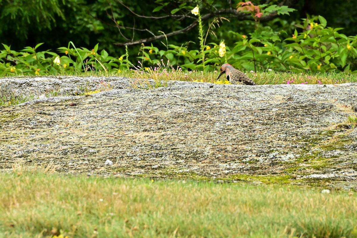 Northern Flicker (Yellow-shafted) - ML468583131