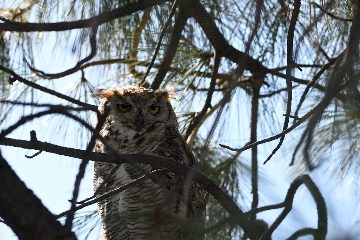 Great Horned Owl - ML468583871