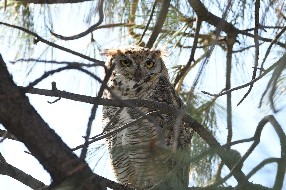 Great Horned Owl - ML468583881