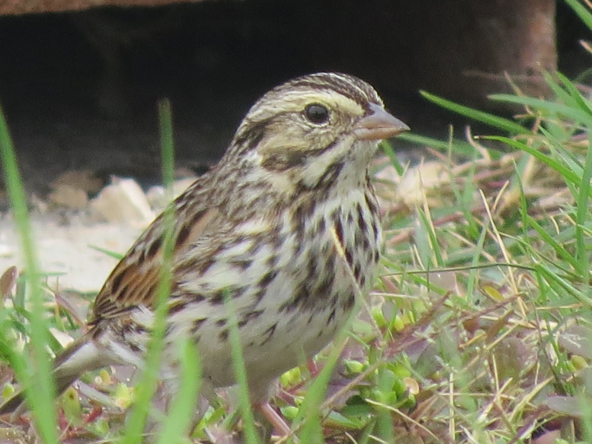 Savannah Sparrow - ML46858421