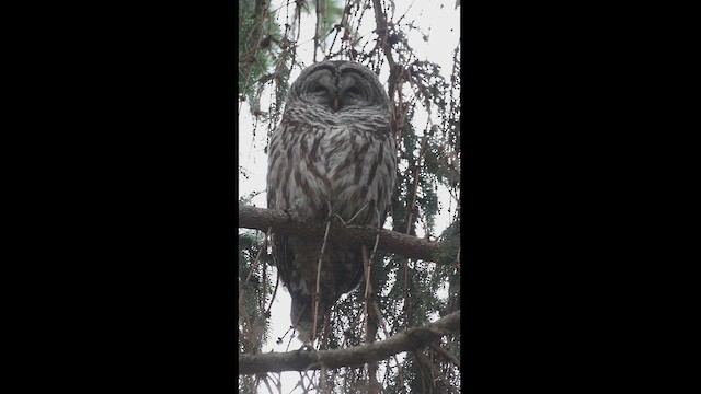 Barred Owl - ML468585351
