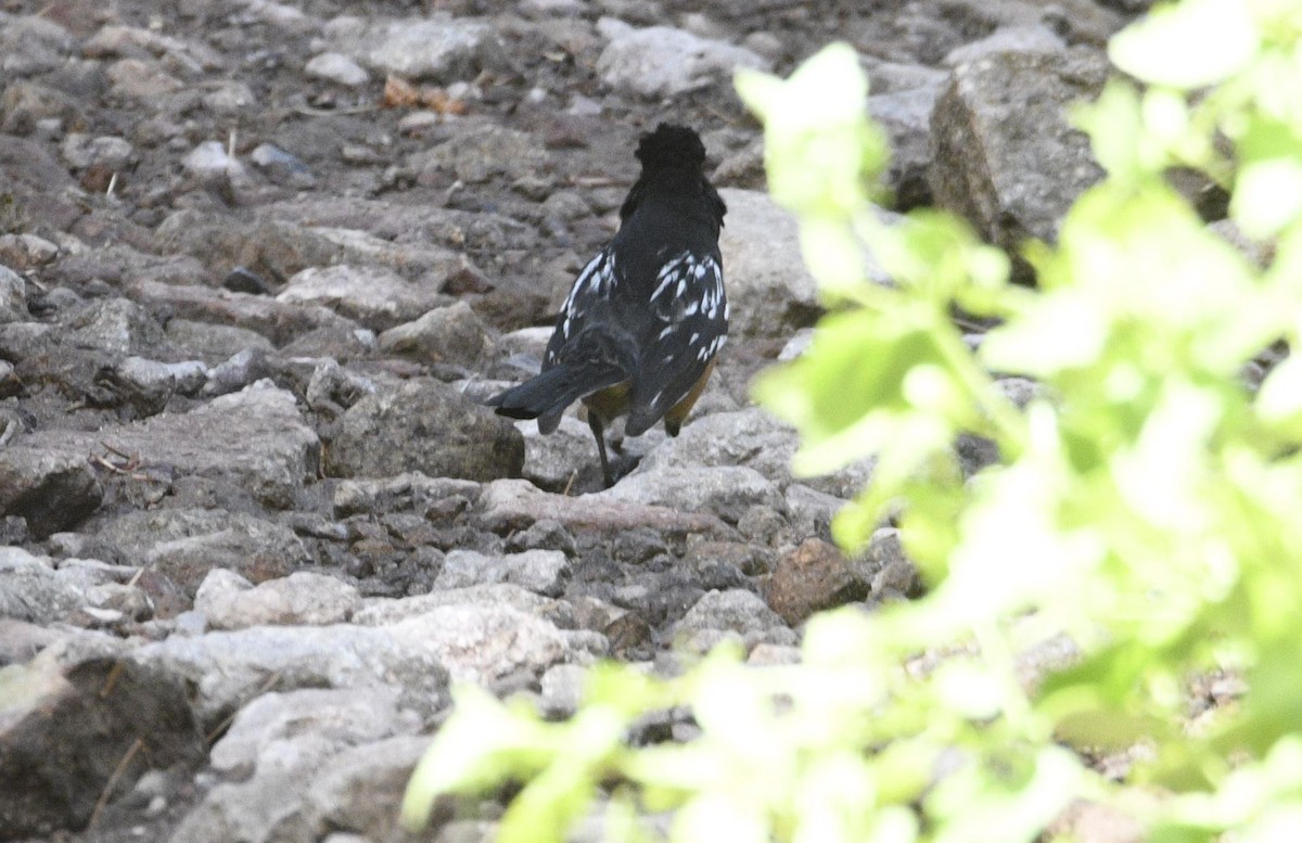 Spotted Towhee - ML468587641