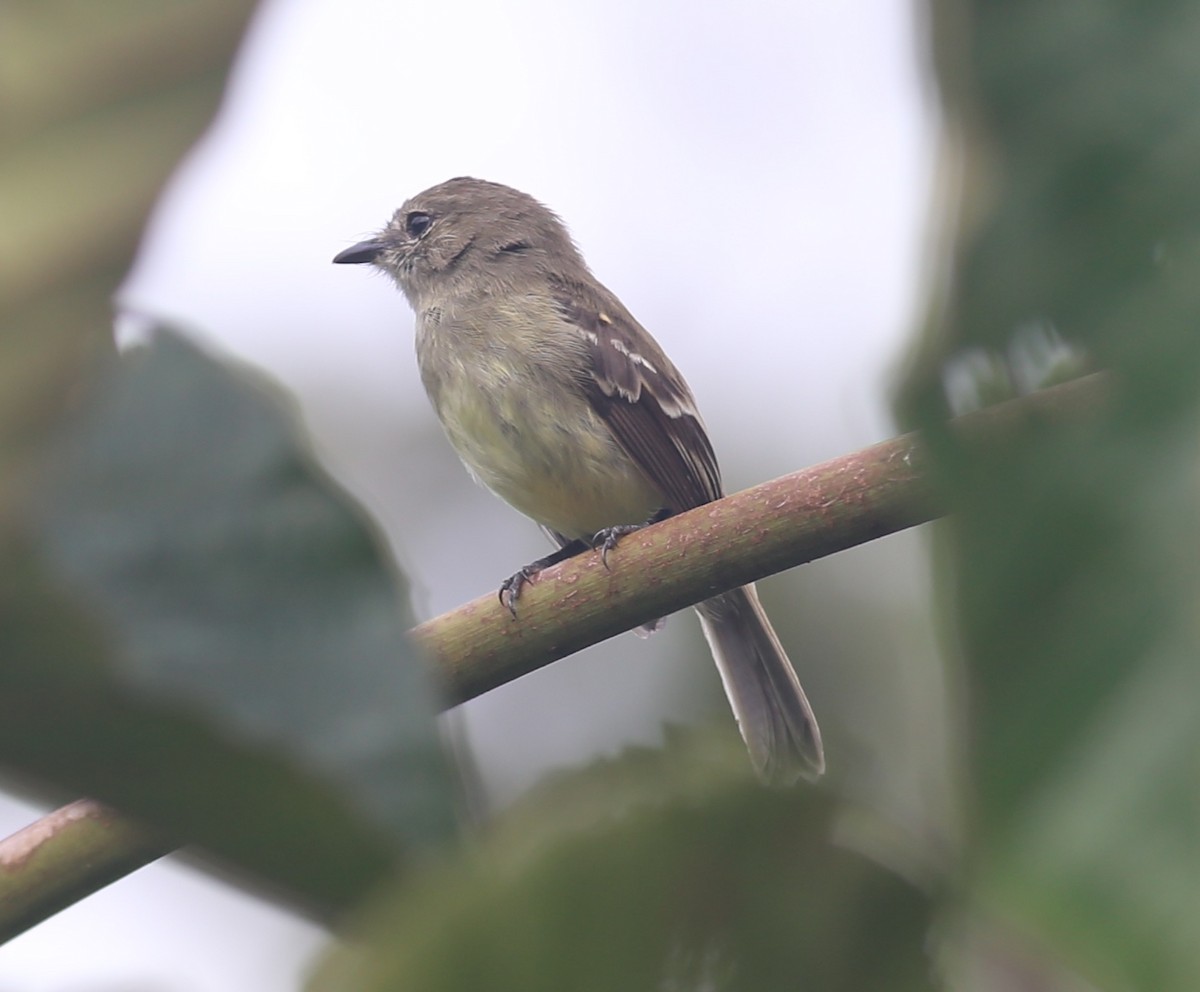 Olive-chested Flycatcher - ML468603991