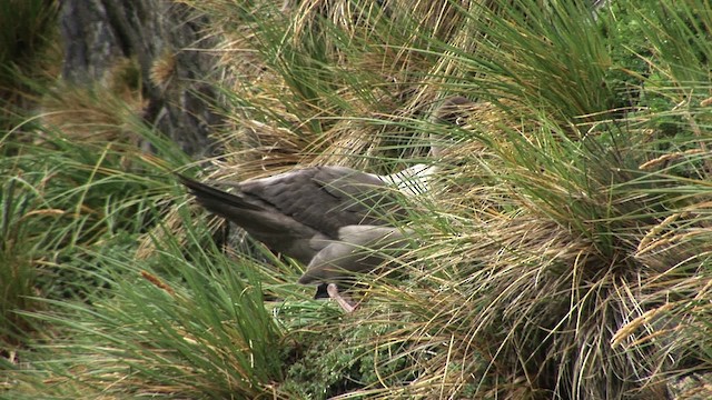 albatros světlehřbetý - ML468604