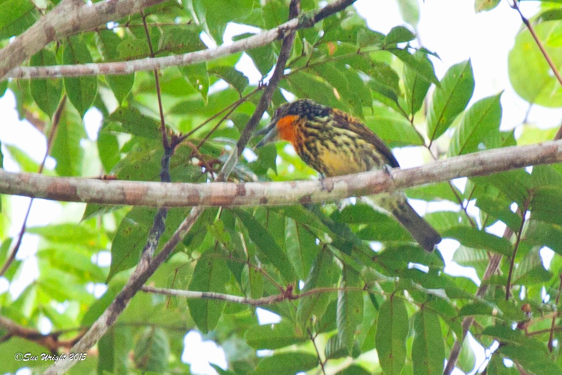 Gilded Barbet - Sue Wright