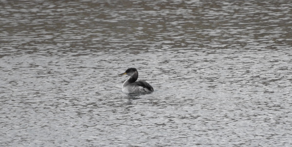 Red-necked Grebe - ML46860771