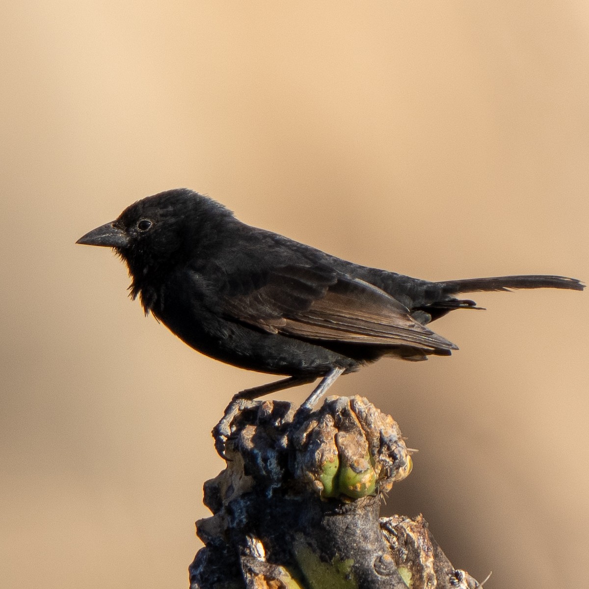 Bolivian Blackbird - Steve McInnis
