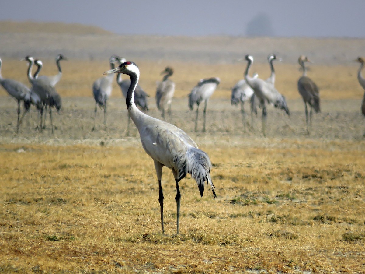 Common Crane - Ritvik Singh