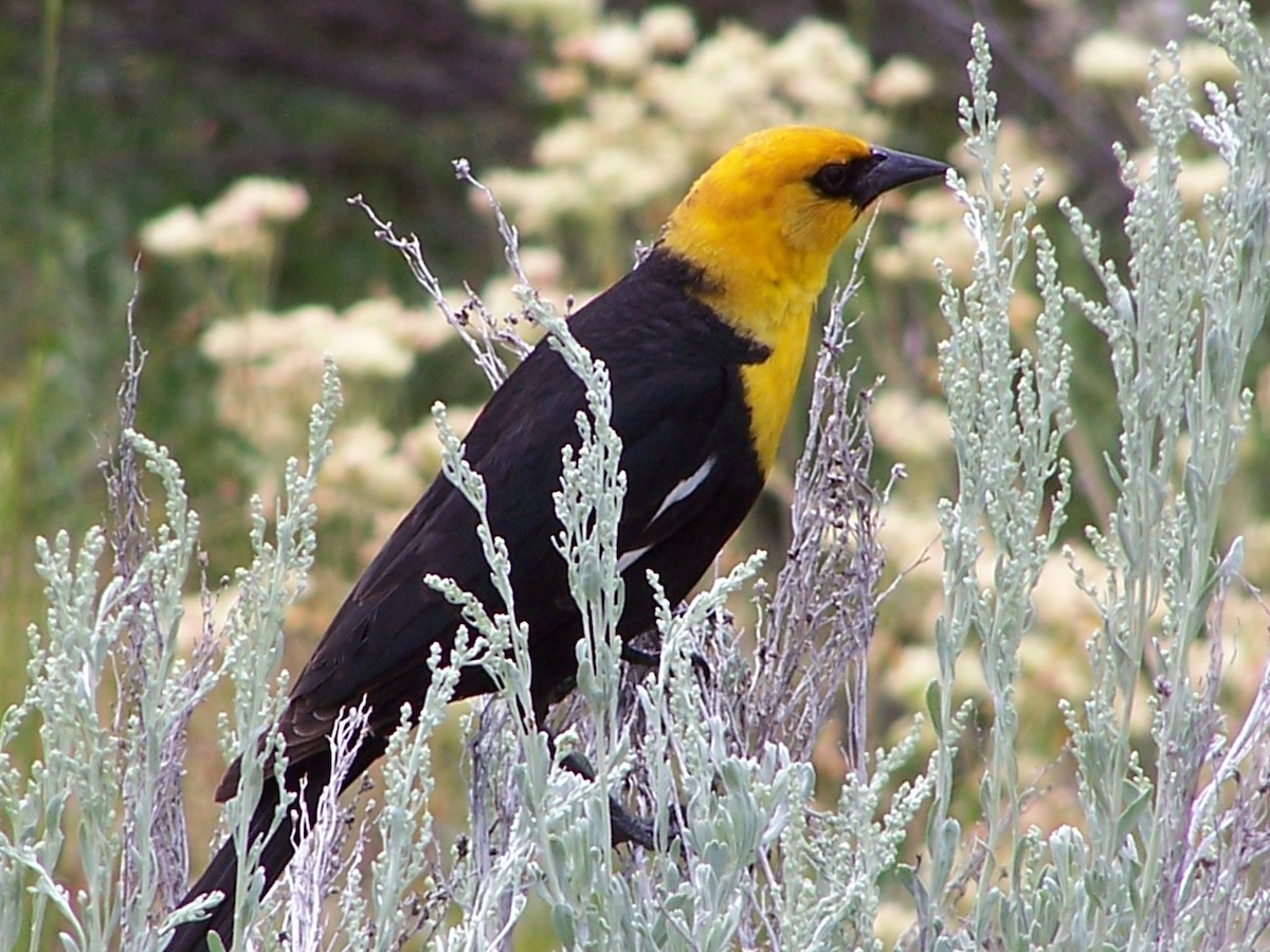 Yellow-headed Blackbird - Brian McGee