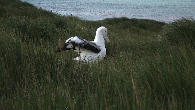 Albatros hurleur, A. de Tristan da Cunha ou A. des Antipodes - ML468614