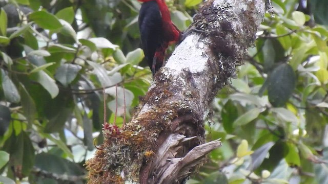 Crimson-bellied Woodpecker - ML468614401