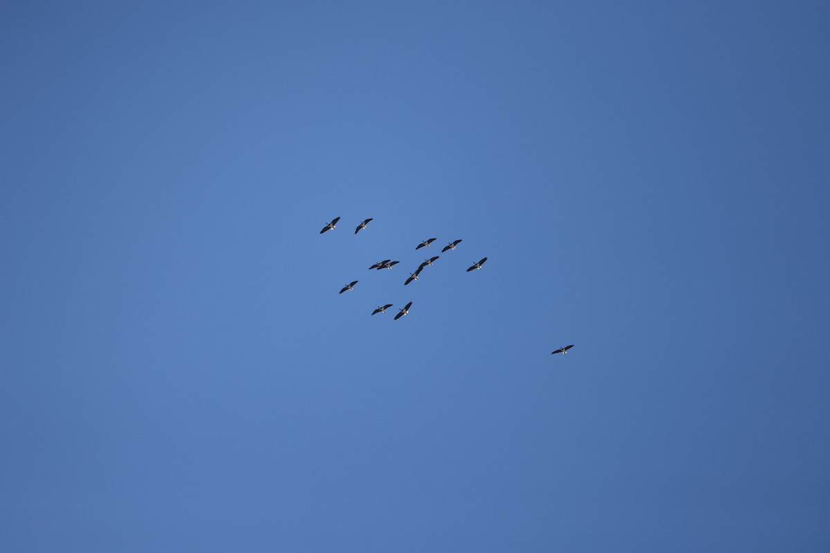 ibis slámokrký - ML468624071